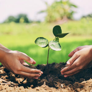 Film Estirable Bio-Based, una solución sostenible