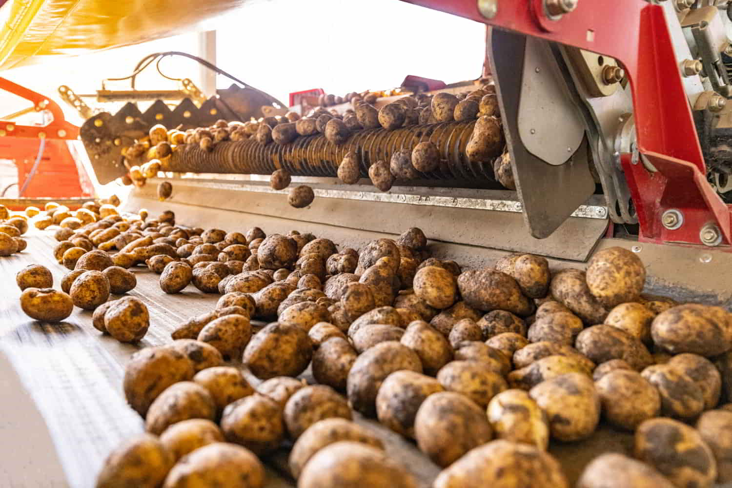Linea de procesamiento y envasado de patatas