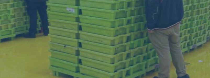 Lonja con cajas de pescado paletizada en palets de plástico
