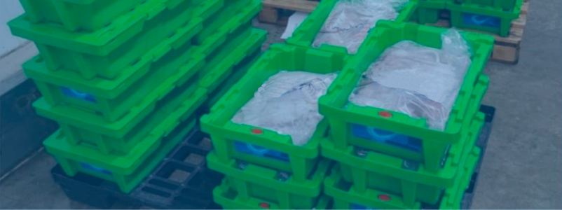 Pescado paletizado en diferentes tipos de palets_ de plástico y de madera